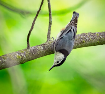 White-breasted Nuthatch