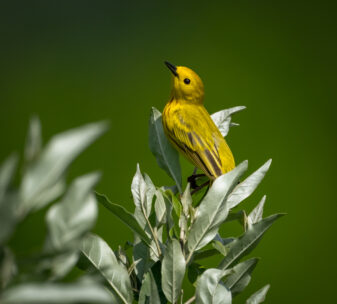 Yellow Warbler