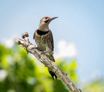 Northern Flicker Yellow-shafted