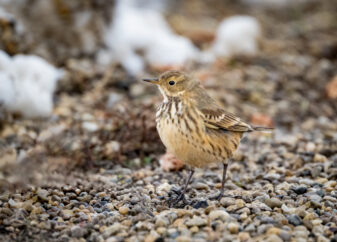 American Pipit