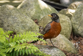 American Robin