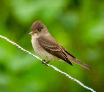 Dusky-capped Flycatcher