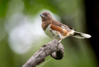 Eastern Towhee