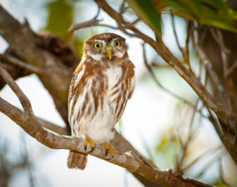 Ferruginous Pygmy Owl