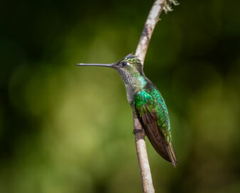 Fiery-throated Hummingbird