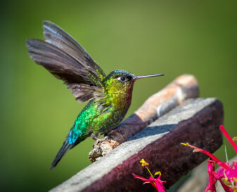 Fiery-throated Hummingbird