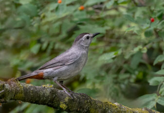 Grey Catbird