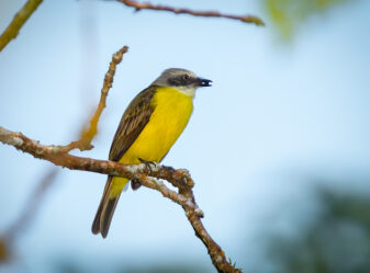 Grey-capped Flycatcher