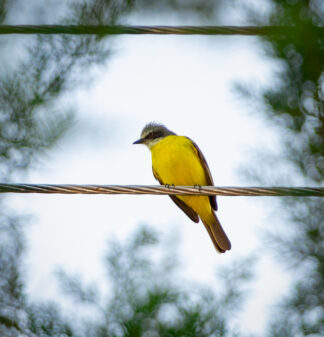 Grey-capped Flycatcher