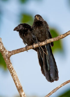 Groove-billed Ani