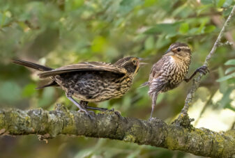 Red-winged Blackbird