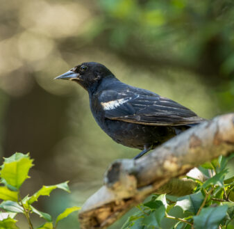 Red-winged Blackbird