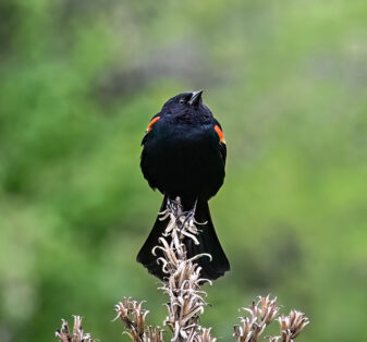 Red-winged Blackbird