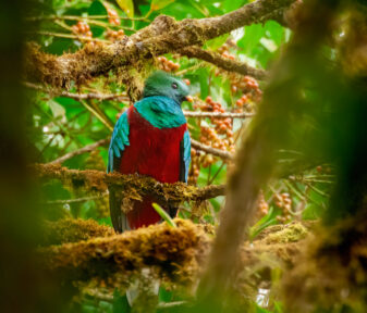 Resplendent Quetzal