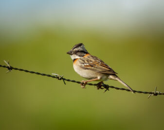 Rufous-crowned Sparrow