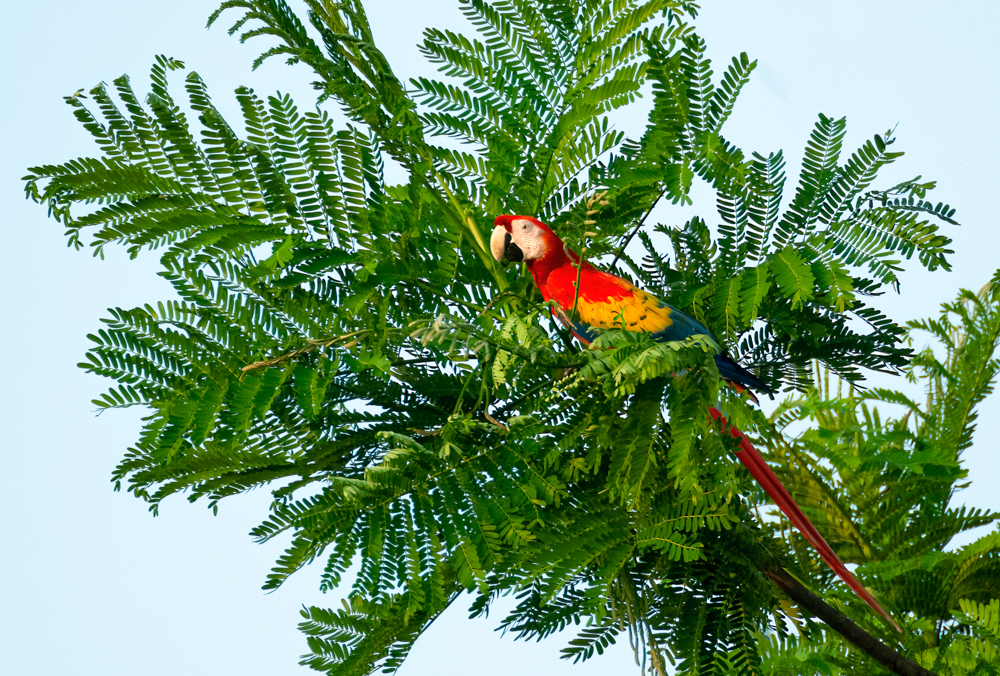 Scarlet Macaw Owen Deutsch Photography