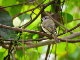 Southern Beardless Tyrannulet