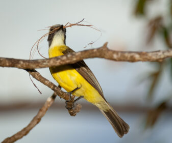 Social Flycatcher