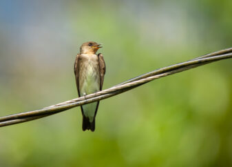 Southern Rough-winged Swallow