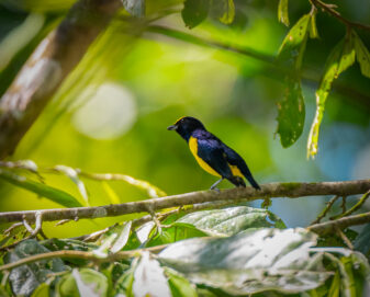 Spot-crowned euphonia