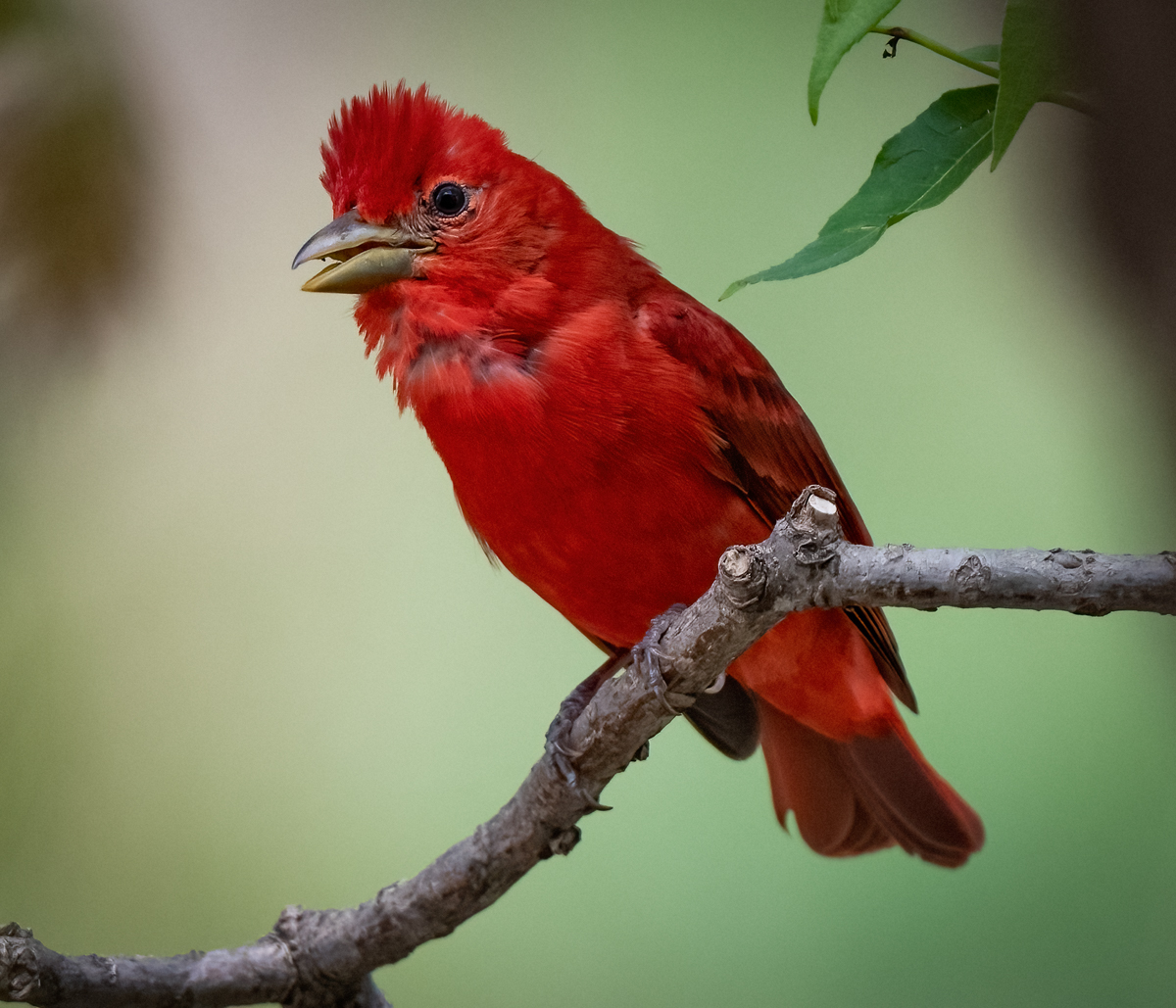 A Splash of Summer (Tanager, that is)