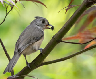 Tufted Titmouse