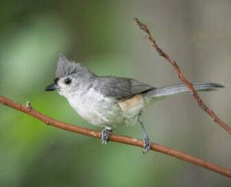 Tufted Titmouse