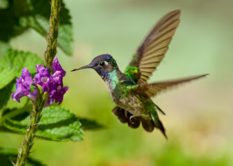 Violet-headed Hummingbird