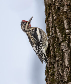 Yellow-bellied Sapsucker