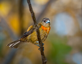 Scarlet-rumped Tanager