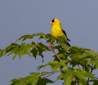 American Goldfinch