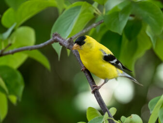 American Goldfinch