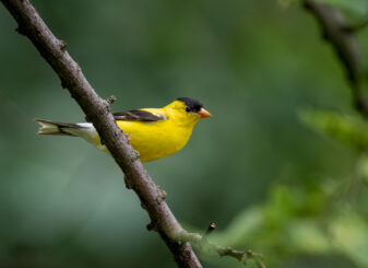 American Goldfinch