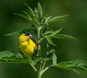 American Goldfinch