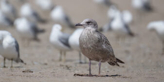 American Herring Gull