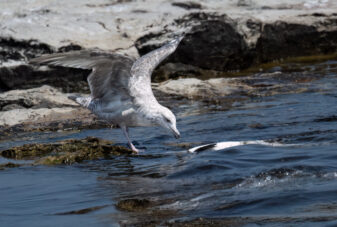 American Herring Gull