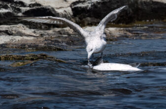 American Herring Gull