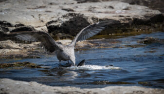 American Herring Gull