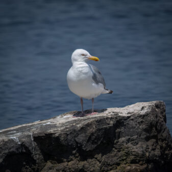 American Herring Gull