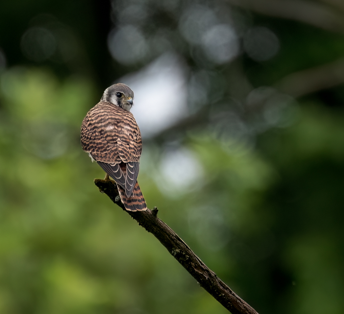 American Kestrel