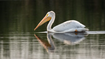 American White Pelican