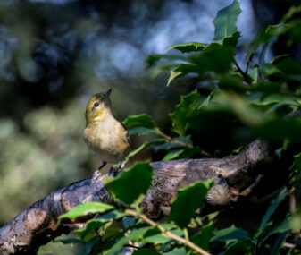 Bay-breasted Warbler