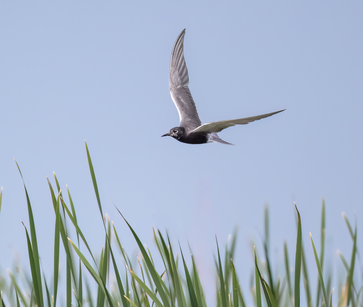 Black Tern