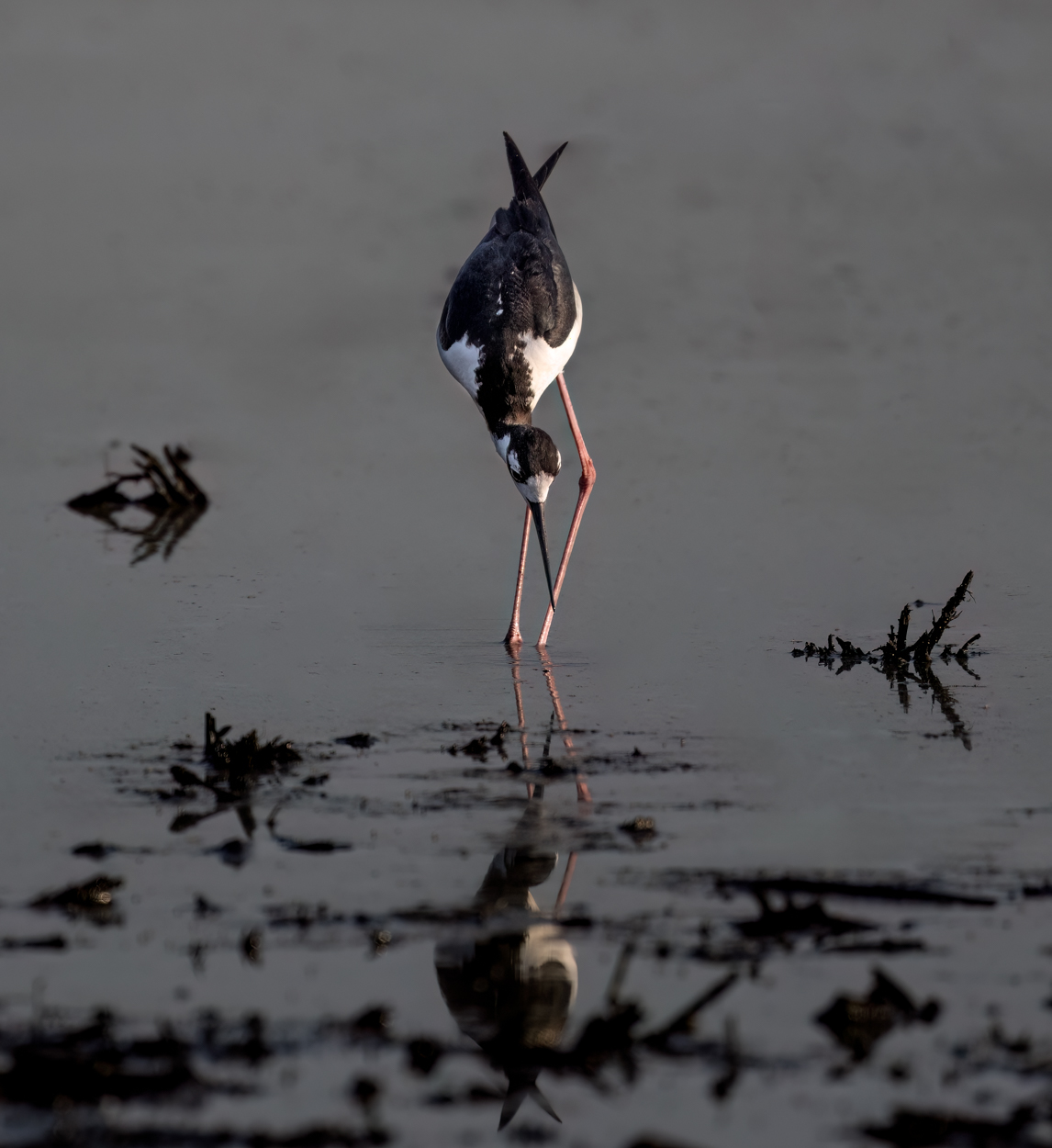 Black-necked Stilt