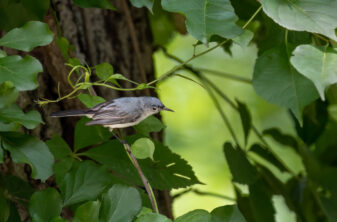 Blue-grey Gnatcatcher