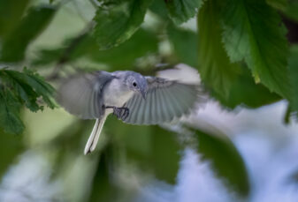 Blue-grey Gnatcatcher