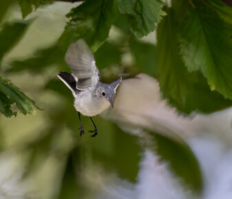 Blue-grey Gnatcatcher