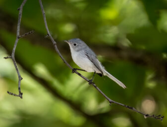 Blue-grey Gnatcatcher