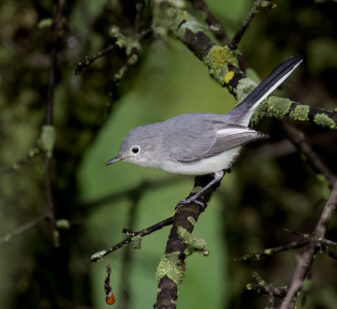 Blue-grey Gnatcatcher