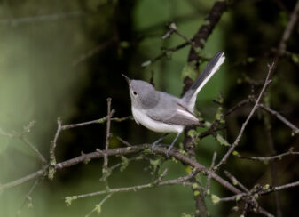 Blue-grey Gnatcatcher